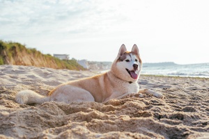 what beaches allow dogs in san diego